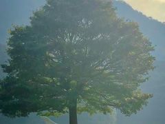 -广州市石门国家森林公园