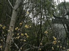 -八大山人梅湖景区