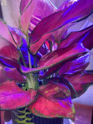 -南京医科大学友谊整形外科医院