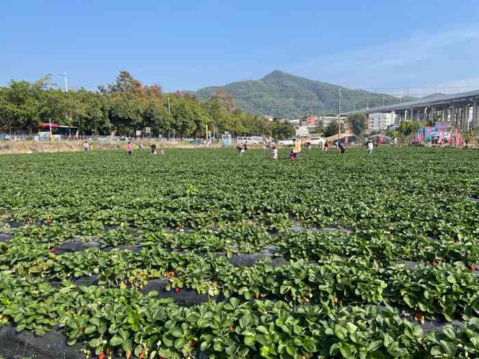 兴旺草莓园-"跟老公和朋友带着朋友的娃一起去的,十分适.