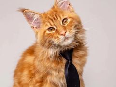 -猫十亿·布偶金渐层·曼基康矮脚猫舍(青年路店)