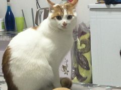 -佳怡动物医院·平价24小时·猫专科骨外科