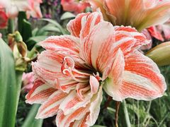 -深圳市中科院仙湖植物园