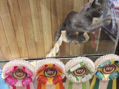 -藏猫猫咖啡主题馆(中央大道店)