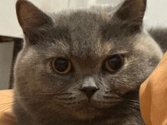 -伟伟宠物医院·瑞派猫友好医院·猫科(光谷店)