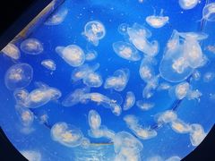 -海合安青岛极地海洋公园