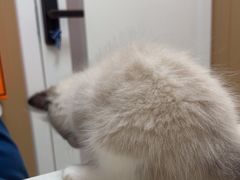 -瑞派康怡24h宠物医院·犬猫医疗中心·微创绝育(瑞景分院)