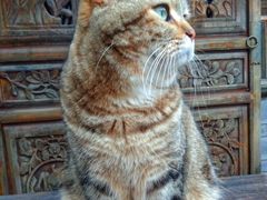 -喵屿·大理花园猫咖