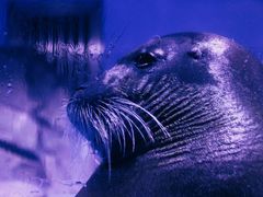 -上海海昌海洋公园-冰山北极馆