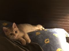 -东方名猫馆·英短金渐层布偶猫舍(环线广场1号楼店)