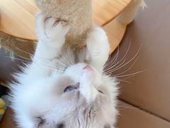 -猫在这儿猫咪咖啡馆·撸猫馆