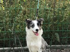 -宠福鑫康馨动物医院·骨科·眼科