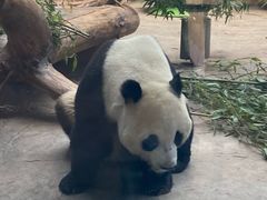 -石家庄市动物园