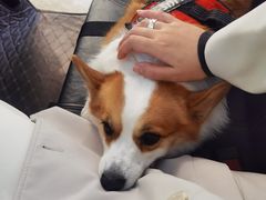 -两棵枇杷树