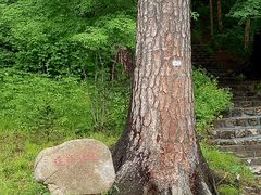 -五营红松林海景区