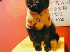 -猫色咖啡·猫咖