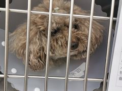 -美联众合动物医院·24h京西诊疗中心