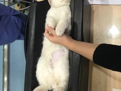-伟伟宠物医院·CT影像中心·瑞派犬猫综合性门诊(汉口总院)