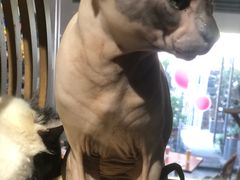 -more than meow吴止猫主题餐厅(承德 中船汇店)