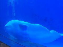 -海合安成都极地海洋公园