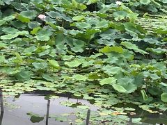 -龙潭水乡