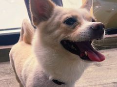-瑞派康怡24h宠物医院·犬猫医疗中心·微创绝育(瑞景分院)