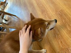 -柴犬高等学院·狗咖·柴犬售卖·宠物训练