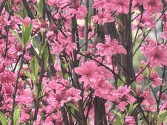 -桃源山庄·水蜜桃采摘·柴火鸡·烧烤团建(龙泉山店)