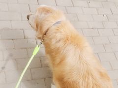 -北京赛佳动物医院