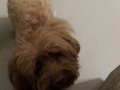 -安安宠医·安宠宠物医院