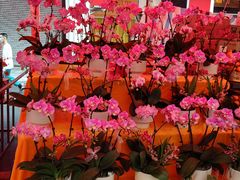 -越秀西湖花市(广州城市广场花卉店)