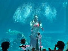 -海棠湾洲际-涛·海底餐厅·美人鱼·自助餐·海底隧道