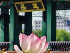 -莲花池公园