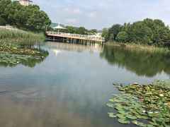 -新江湾城公园