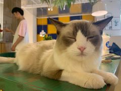 -喵喵咪呀布偶猫咖(春熙路店)