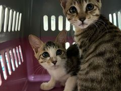 -安安宠医宠物医院·异宠·犬猫内科(岳阳分院)