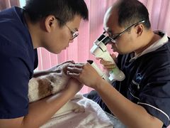 -宠物星动物医院·眼科·异宠·猫科(江南大道总院)