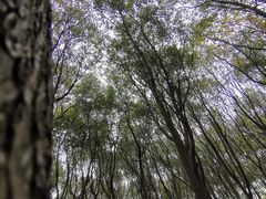 -九科绿洲