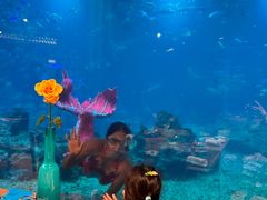 -海棠湾洲际-涛·海底餐厅·美人鱼·自助餐·海底隧道