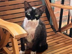 -豆逗聊愈猫阁Easy Life