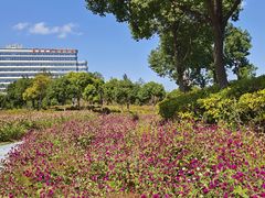 -春花秋色城市公园