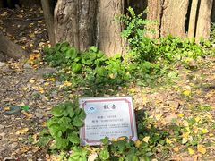 -西湖风景区十里琅珰-五云山