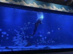 -烟台海昌鲸鲨海洋公园