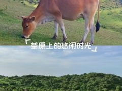 -大姆山草场