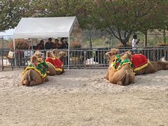 -古柏渡飞黄旅游区