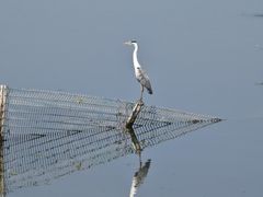 -野鸭湖国家湿地公园