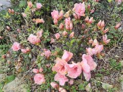 -瑞安圣井山景区