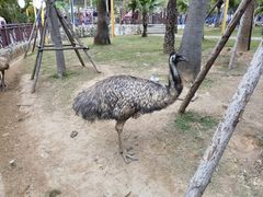 -灵玲国际马戏城