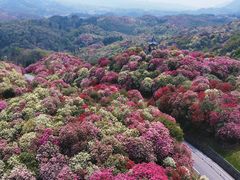-贵州百里杜鹃风景名胜区