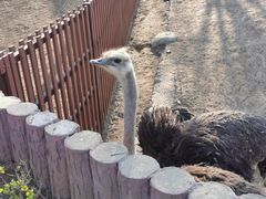 -石家庄市动物园